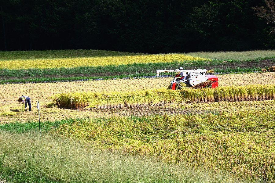 「下古田区の田んぼの稲刈り」