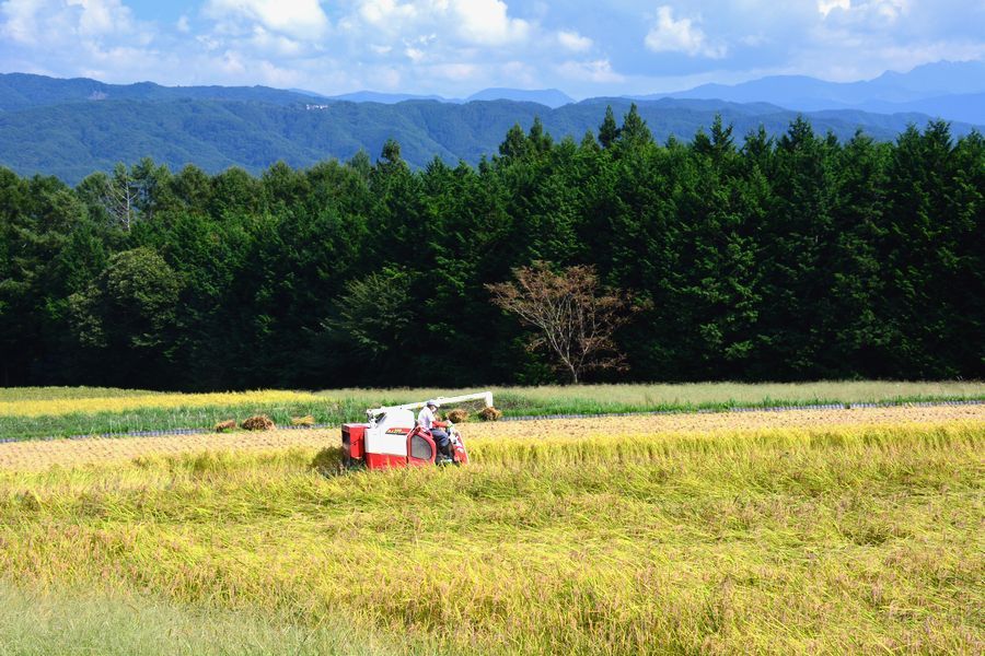「下古田区の田んぼの稲刈り。遠くの山は南アルプス連峰」