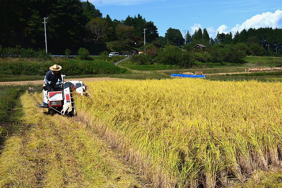 「下古田区の田んぼの稲刈り」