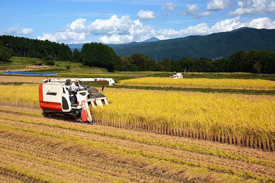 「下古田区の田んぼの稲刈り。中型コンバイン」