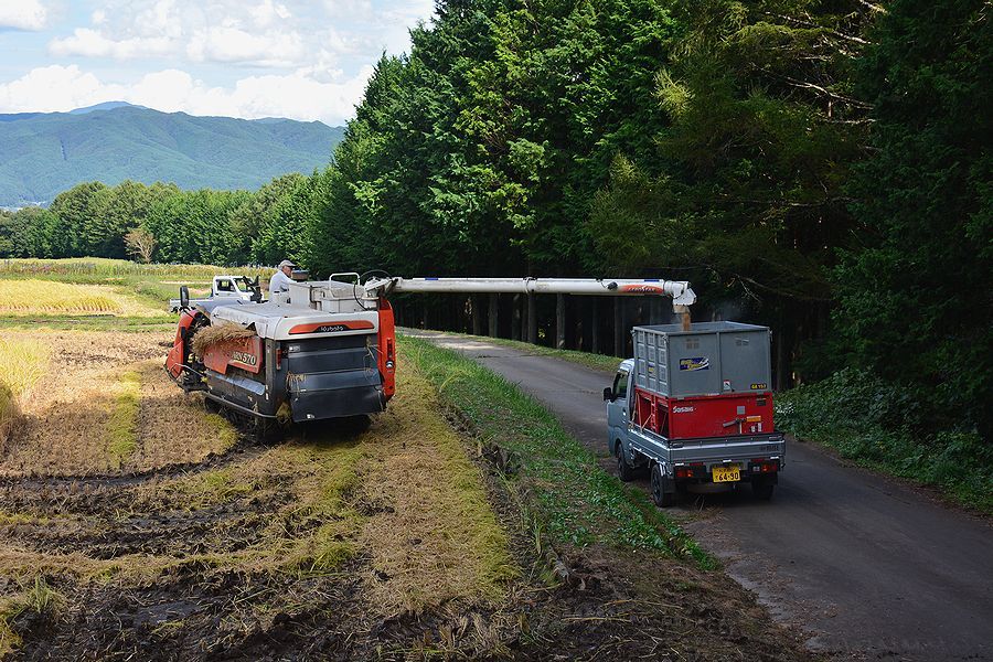 「下古田区の田んぼの稲刈り。中型コンバイン⇒集荷運搬袋に」