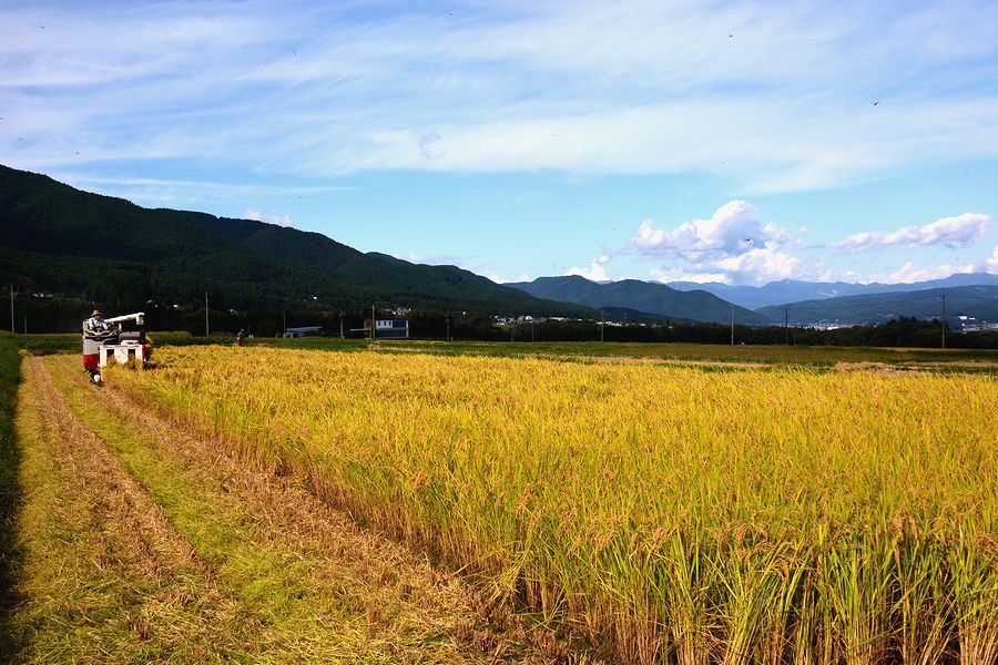 「上古田区の田んぼの稲刈り。中型コンバイン」