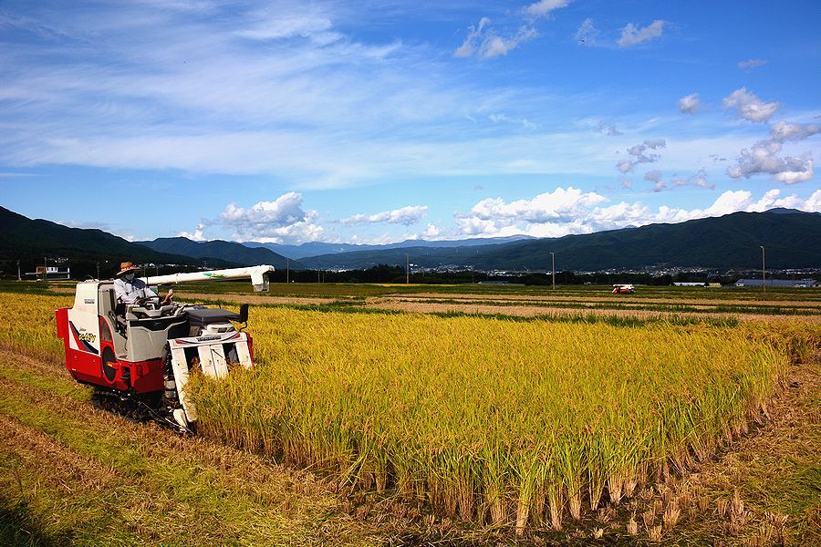 「上古田区の田んぼの稲刈り。中型コンバイン」