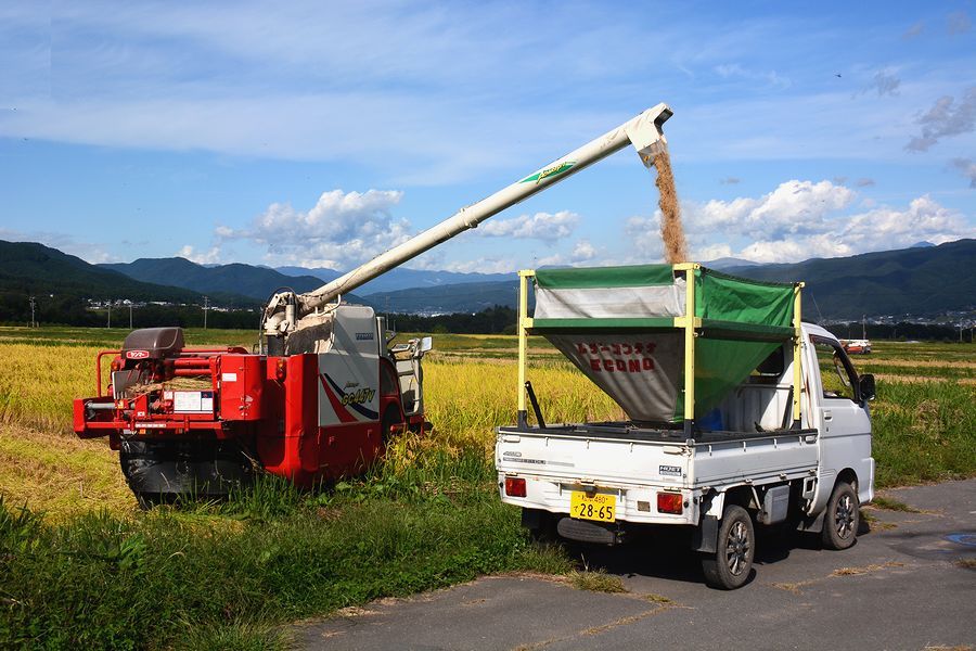 「上古田区の田んぼの稲刈り。中型コンバイン⇒集荷運搬袋に」