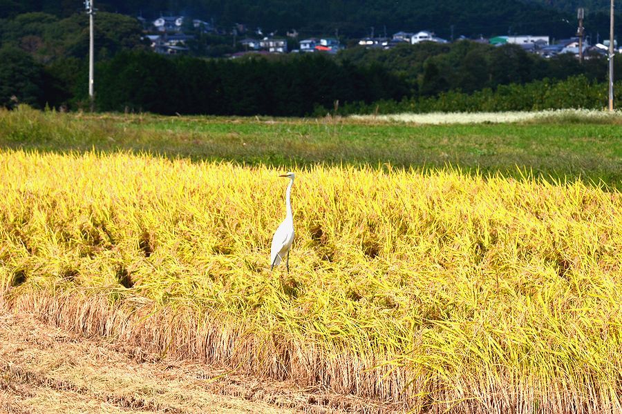 「刈取りする稲の中にシラサギが… イナゴでもいるのかな?」